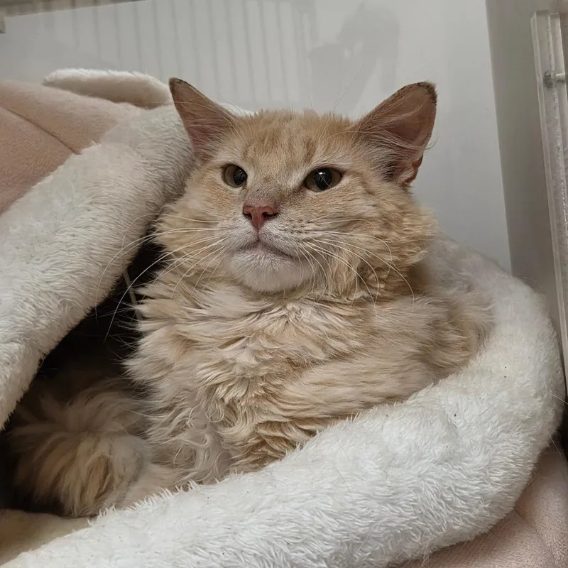 An adult medium-sized male Buff / Tan / Fawn Domestic Long Hair cat named Hermes for adoption in Ballston Spa, NY