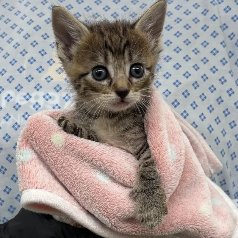 A baby small-sized female Gray / Blue / Silver Domestic Short Hair cat named Aurora for adoption in West Palm Beach, FL