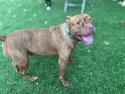 An adult large-sized male American Bulldog dog named Creed for adoption in Gainesville, FL