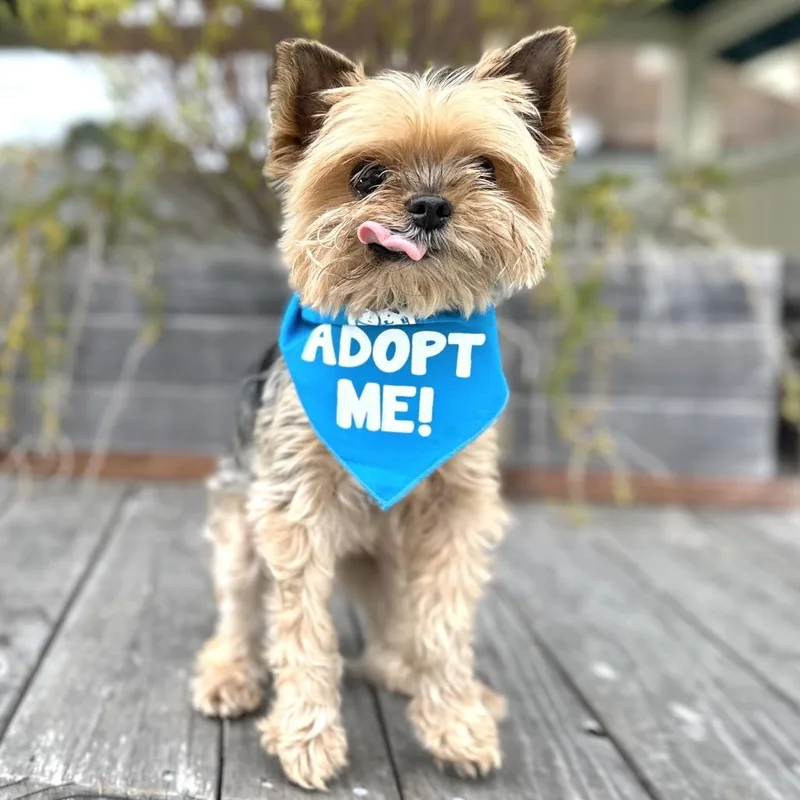 A senior small-sized male Gray / Blue / Silver Yorkshire Terrier dog named Puffin for adoption in Pacific Grove, CA