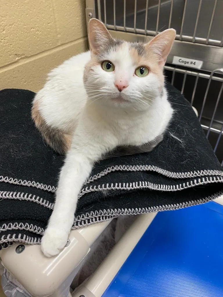 Victoria thumbnail 2