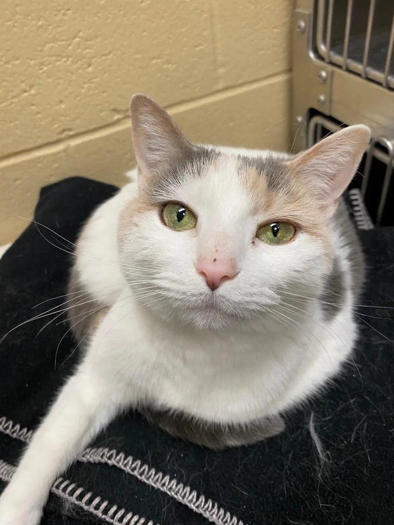 Victoria thumbnail 4