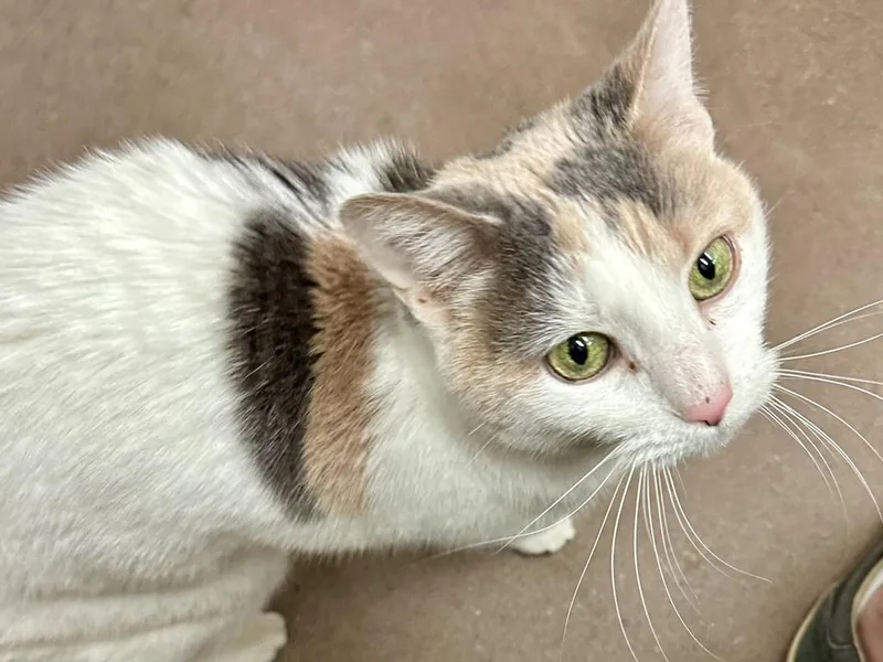 Victoria thumbnail 5