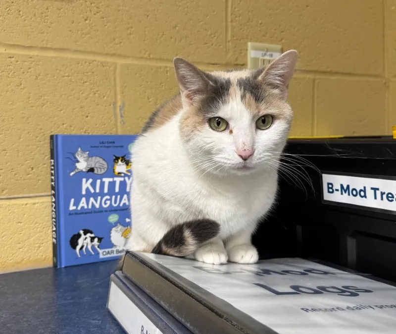 Victoria thumbnail 6