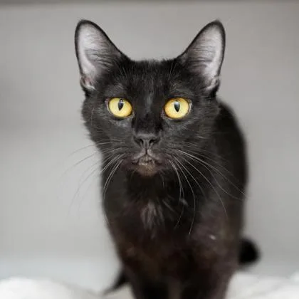 An adult small-sized female Black Domestic Short Hair cat named Cassiopeia for adoption in Atlanta, GA