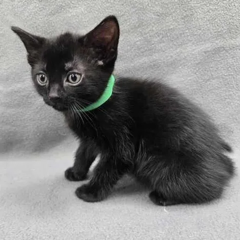 A baby small-sized male Black Domestic Short Hair cat named Astrophage for adoption in Flatwoods, KY