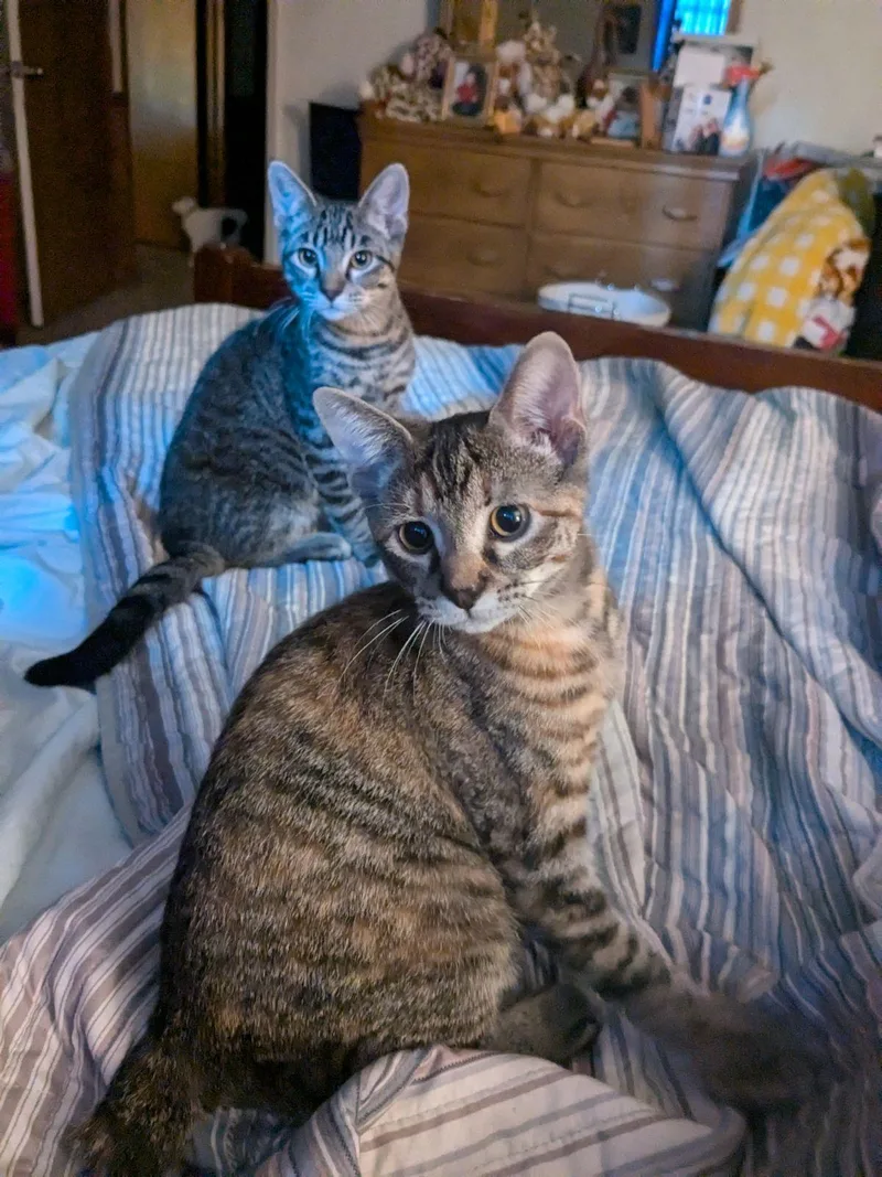 Tinman And Scarecrow thumbnail 2