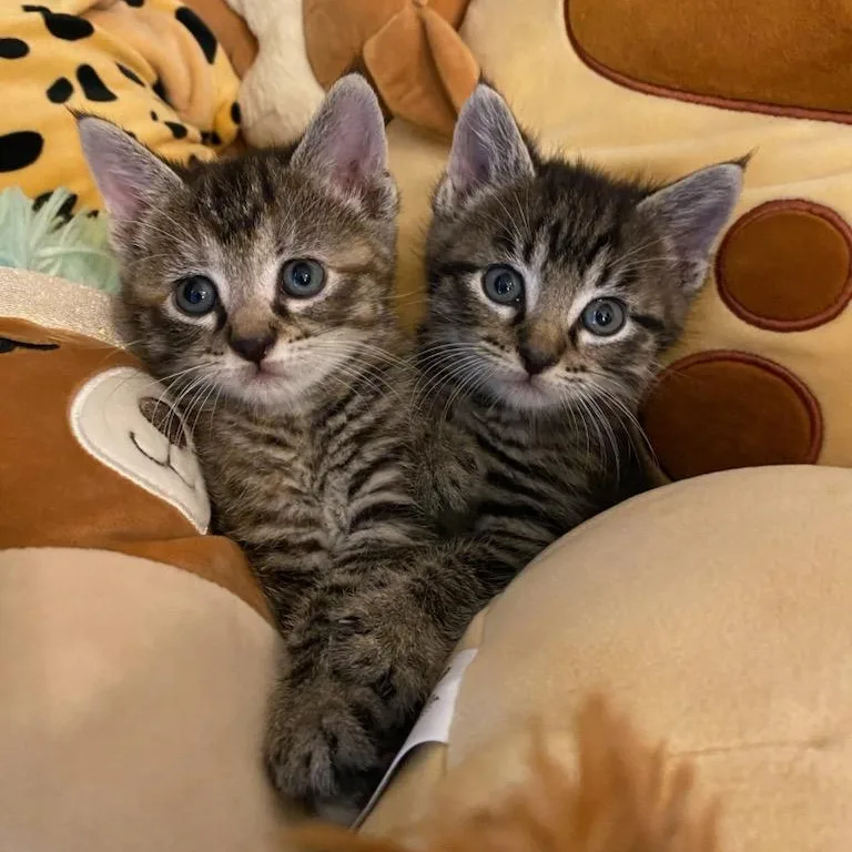 Tinman And Scarecrow