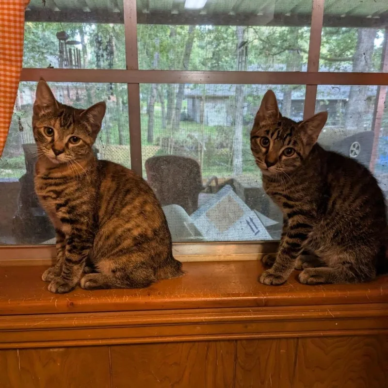 Tinman And Scarecrow thumbnail 4