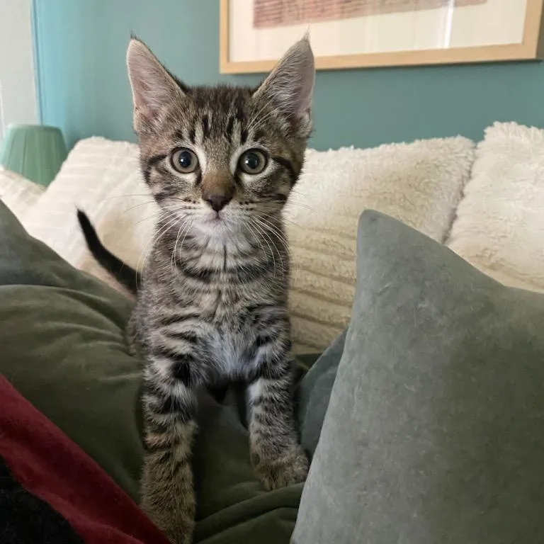 Tinman And Scarecrow thumbnail 5