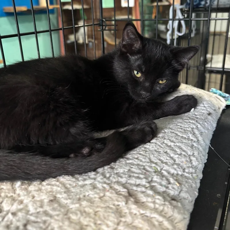 A baby small-sized male Domestic Short Hair cat named Narwhal for adoption in Marion, VA