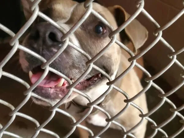 An adult medium-sized female Pit Bull Terrier dog named Tanny for adoption in Salisbury, MD