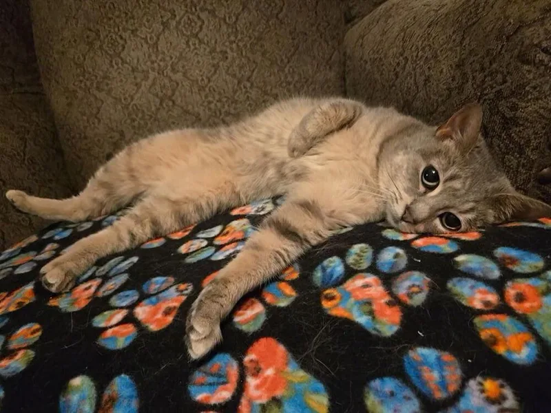 An adult medium-sized female Gray & White Domestic Short Hair cat named Bella for adoption in Dayton, OH