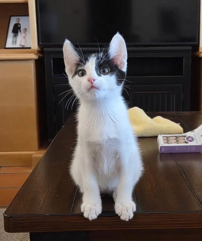 A baby medium-sized male White Turkish Van cat named Oliver Bonded To Poe for adoption in Anthem, AZ