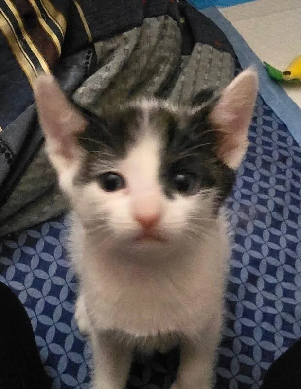 Oliver Bonded To Poe thumbnail 2