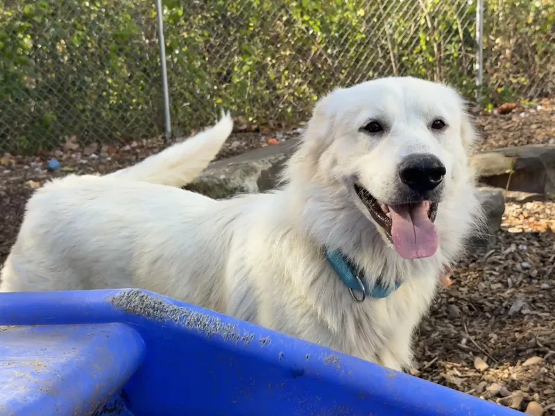 An adult large-sized male White / Cream Great Pyrenees dog named Babushka for adoption in Sudbury, MA