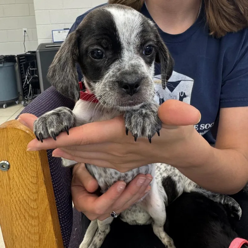 A baby small-sized female Brindle Mixed Breed dog named Birdie for adoption in Montgomery, AL