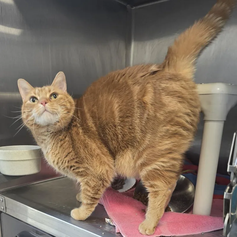 A senior extra large-sized male Orange / Red Domestic Short Hair cat named Sammy for adoption in Fort Wayne, IN