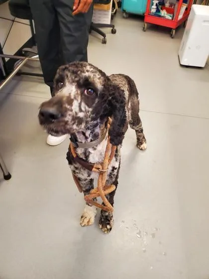 An adult medium-sized female Standard Poodle dog named Lucy Fka Nina for adoption in West Chester, PA