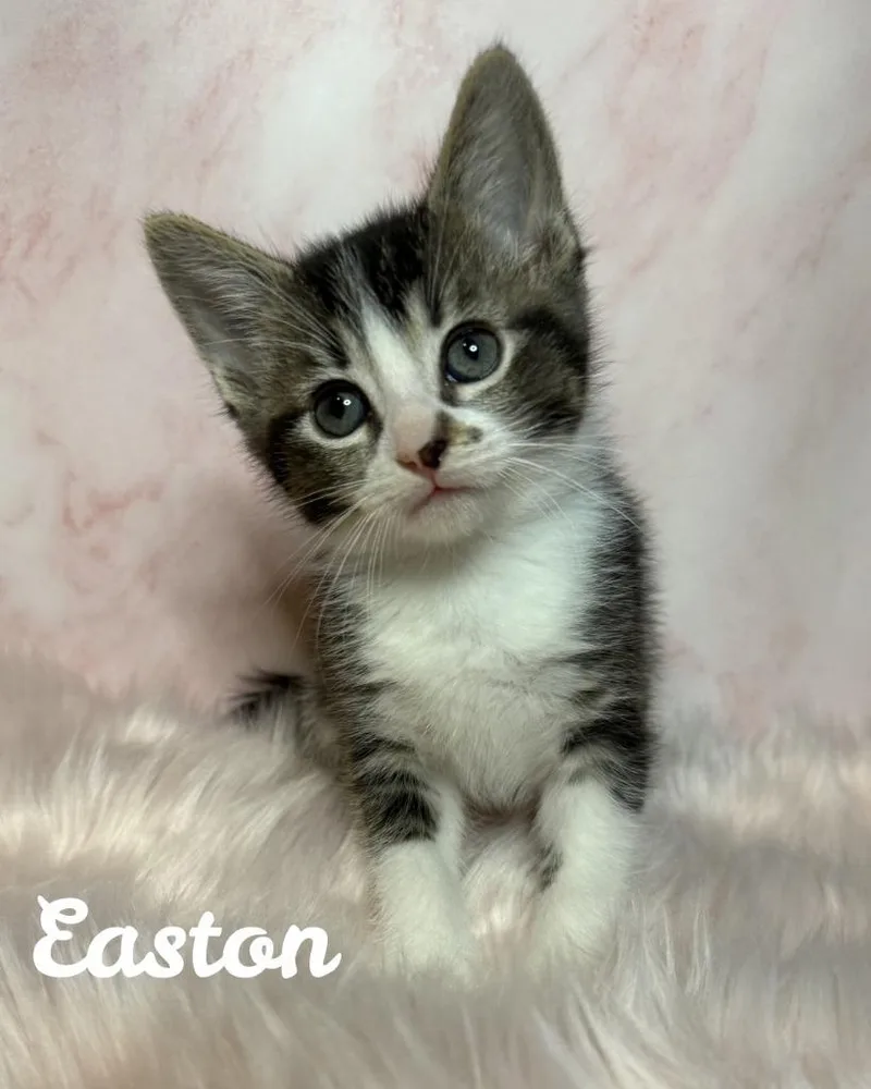 Easton