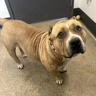 An adult large-sized female Yellow / Tan / Blond / Fawn American Bully dog named Honey for adoption in Cleveland, OH