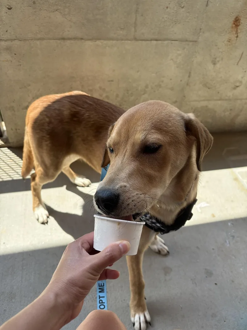 A baby medium-sized male Labrador Retriever dog named Cubby for adoption in Cumming, GA