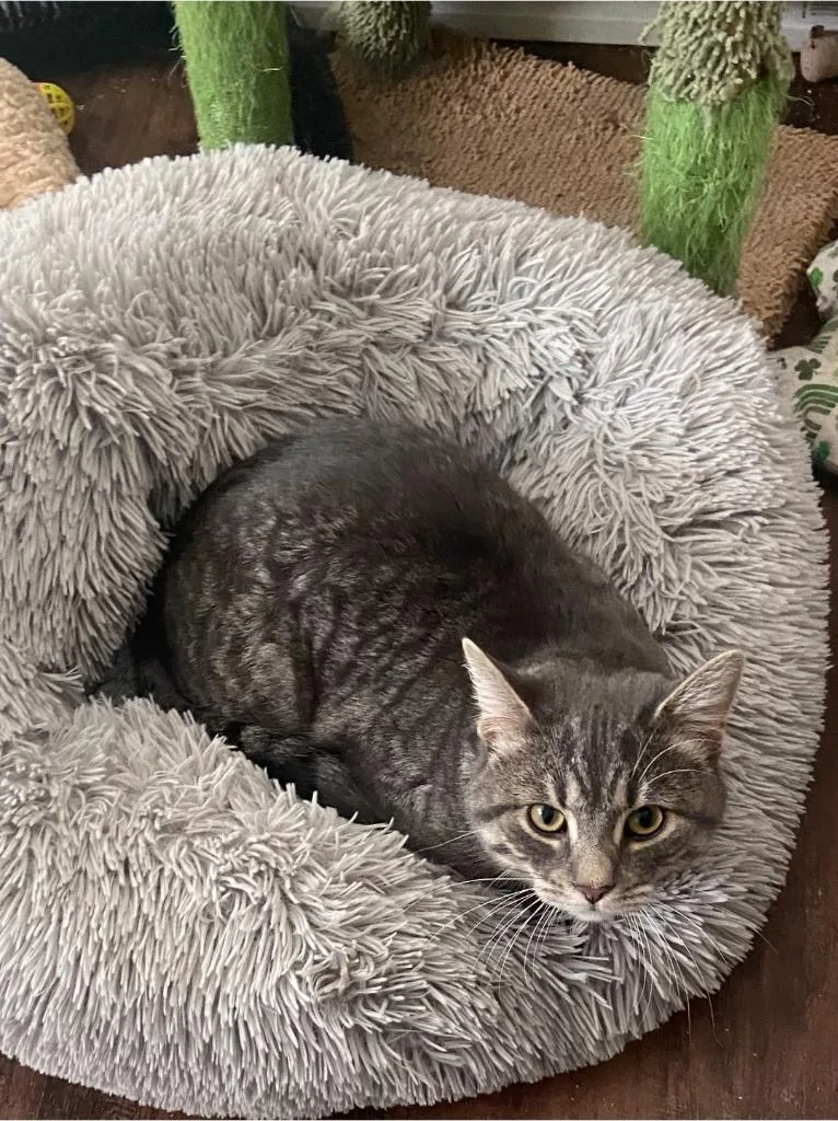A young medium-sized male Domestic Short Hair cat named Big Sir for adoption in Lancaster, PA