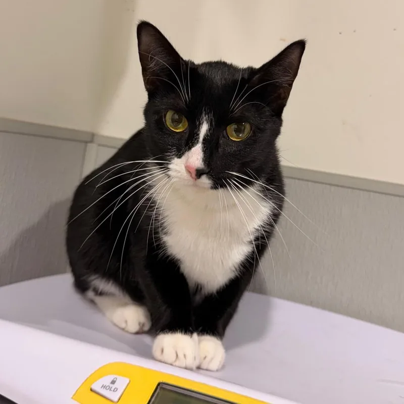 An adult medium-sized female Black Domestic Short Hair cat named Pebbles for adoption in Tampa, FL