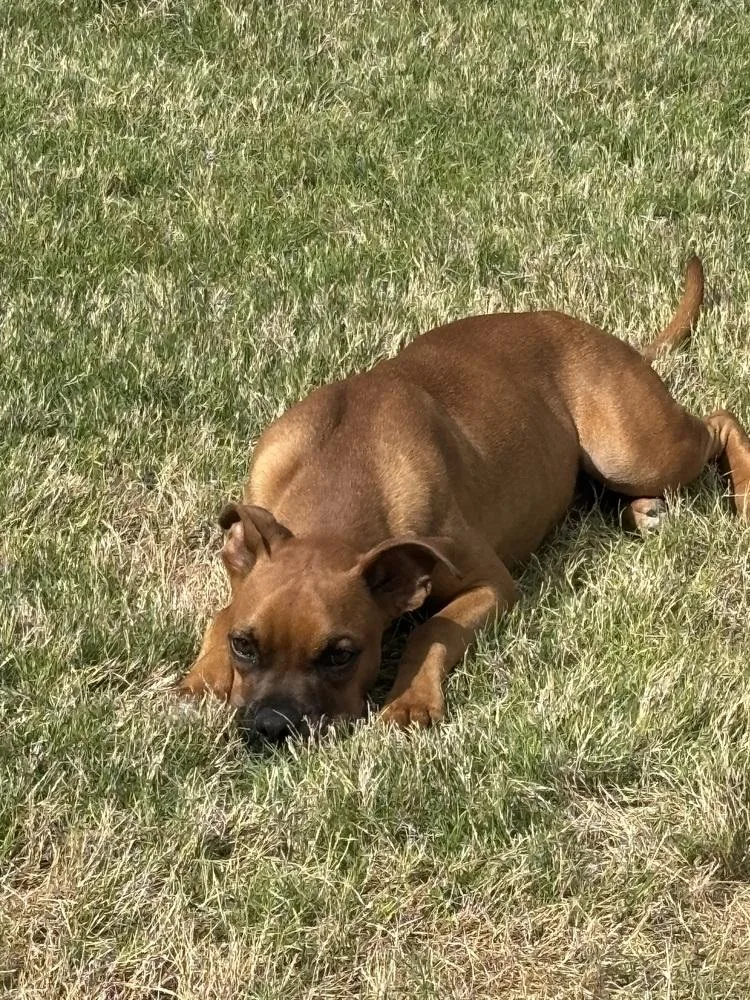 A young small-sized male Yellow / Tan / Blond / Fawn Boxer dog named Orange Crush for adoption in Hewitt, TX