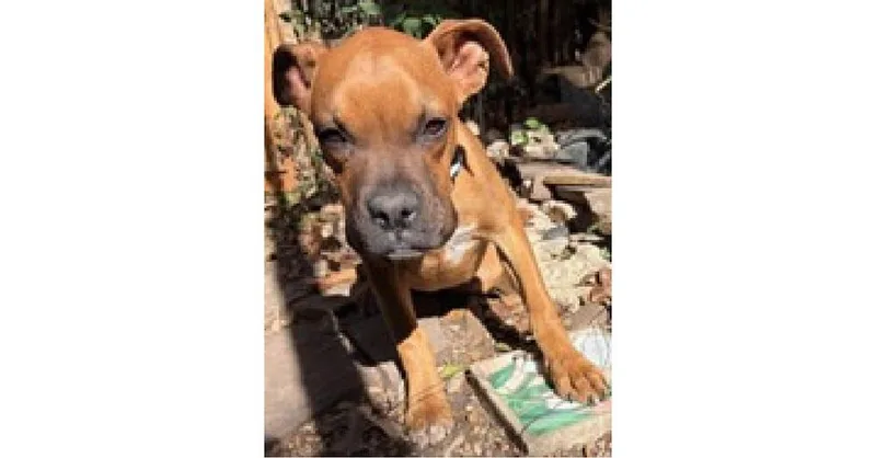 Orange Crush thumbnail 3