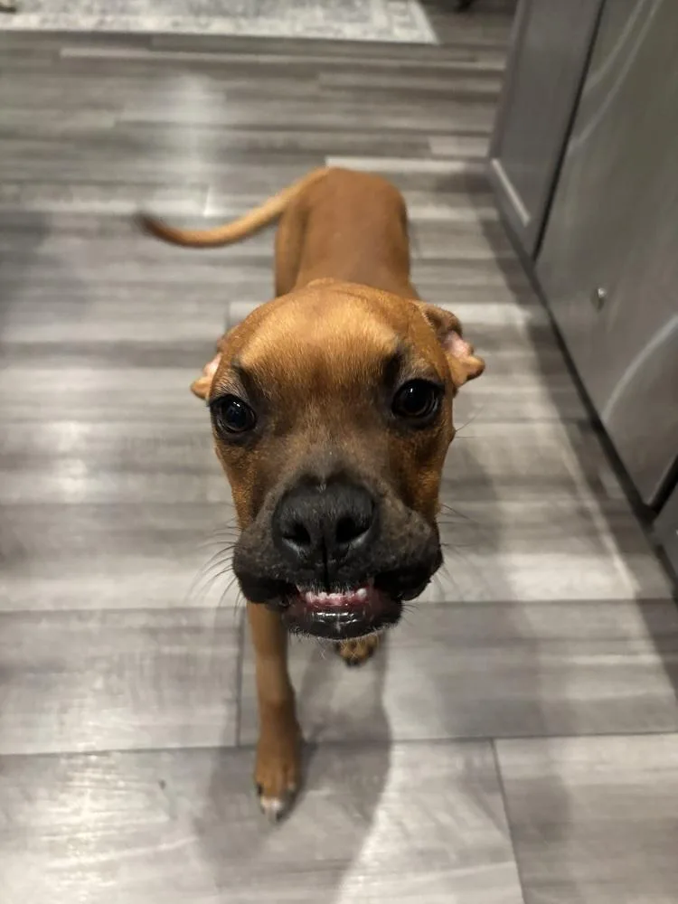 Orange Crush thumbnail 4