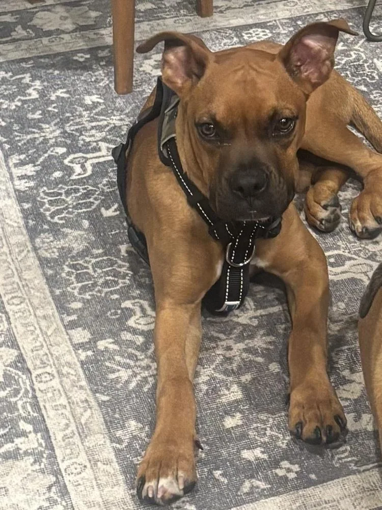 Orange Crush thumbnail 5