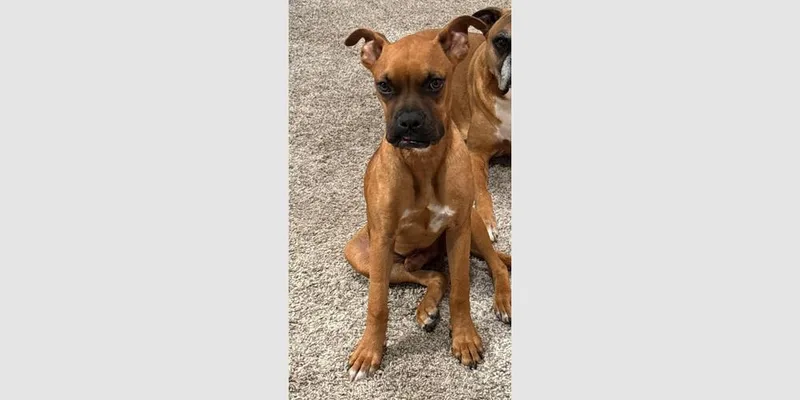 Orange Crush thumbnail 6