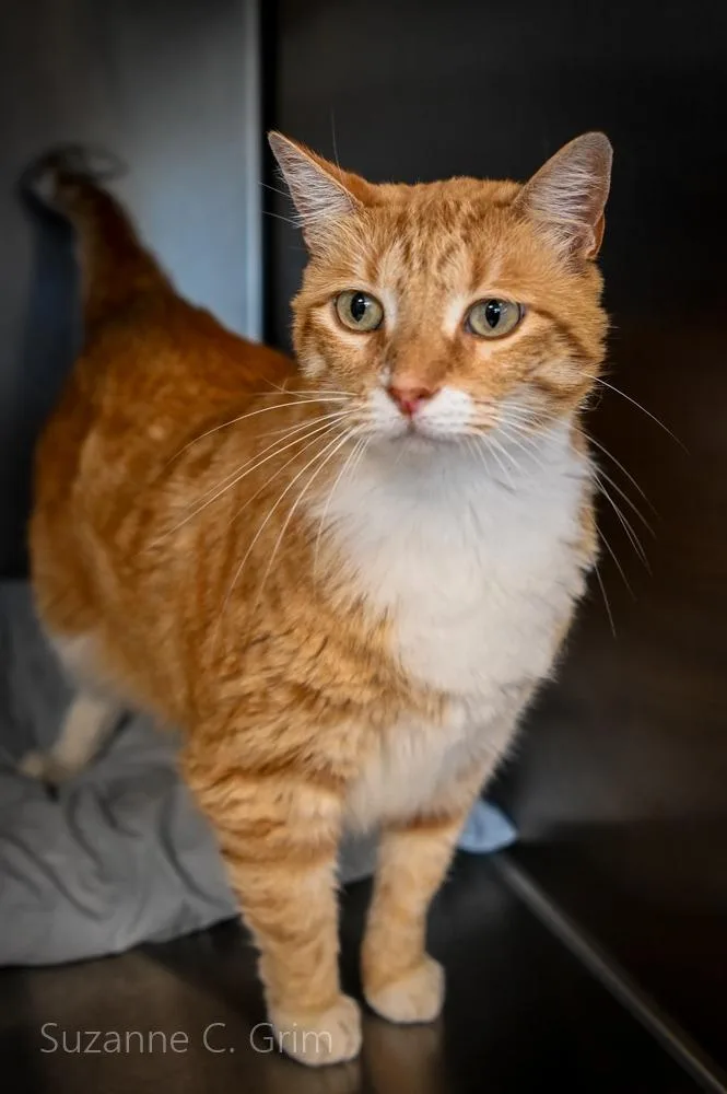 An adult small-sized female Domestic Short Hair cat named Luna for adoption in New Orleans, LA