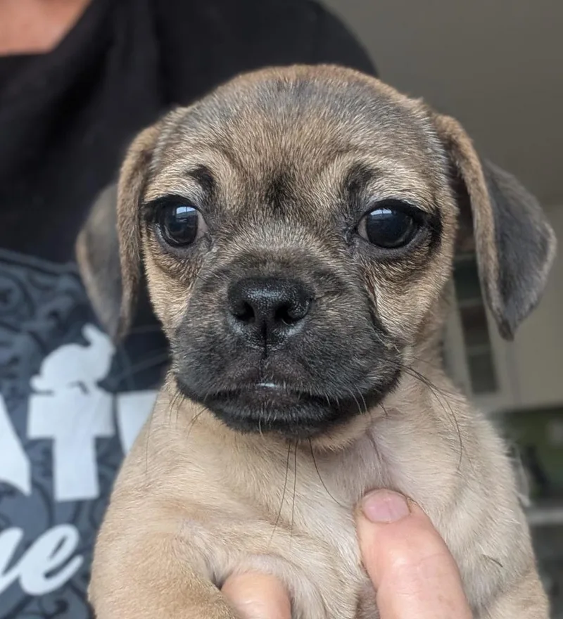 A baby small-sized female Pug dog named Cantilever for adoption in San Diego, CA