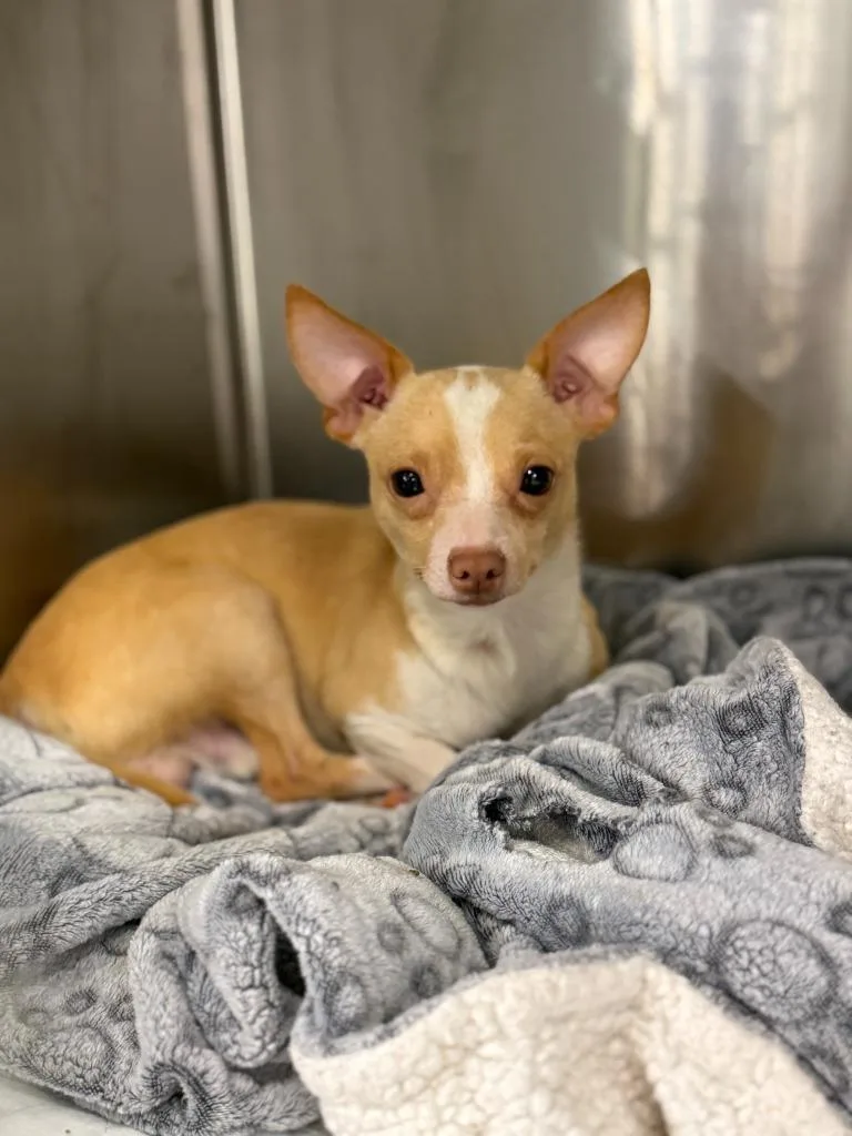 An adult small-sized male Chihuahua dog named Finn for adoption in Blountville, TN