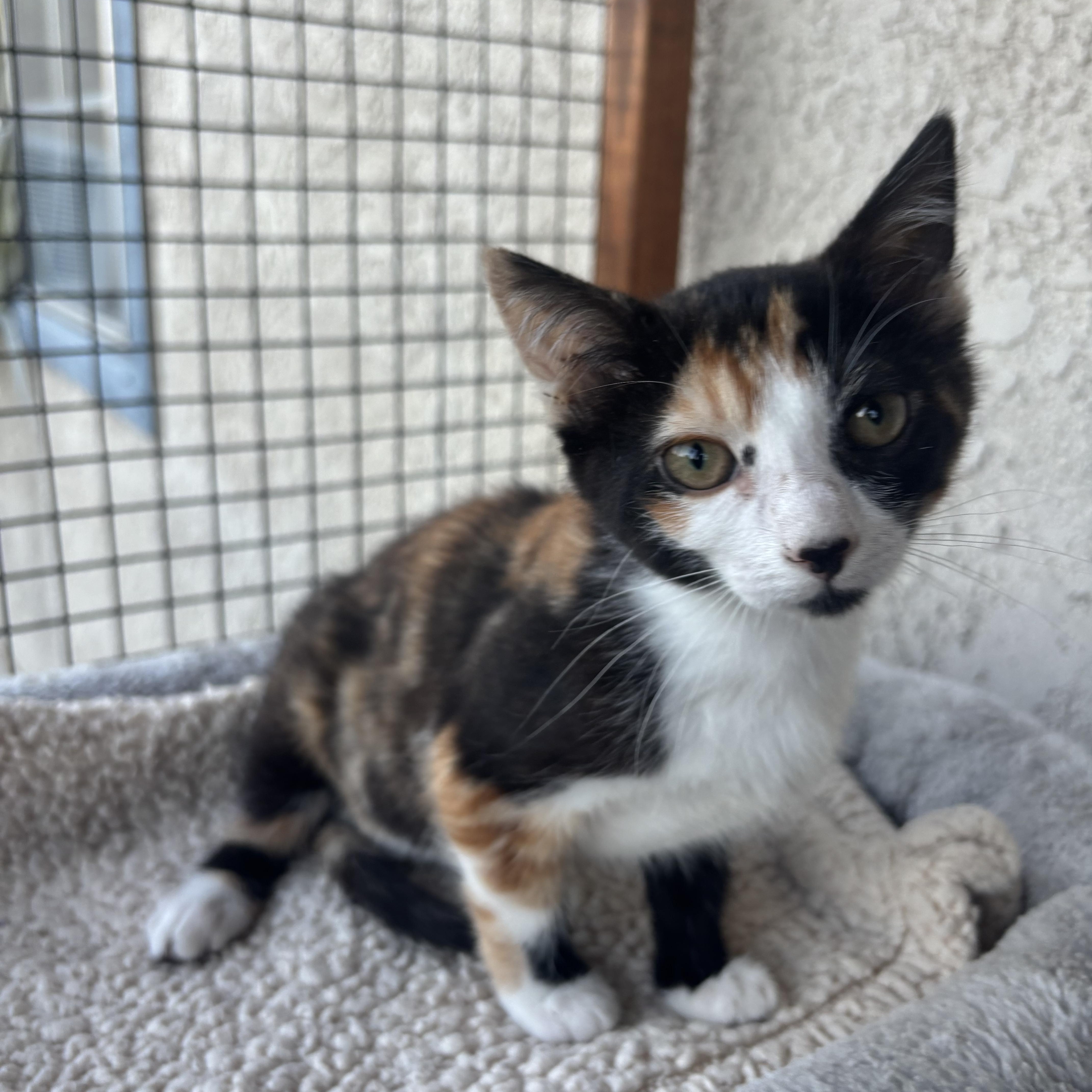 A baby small-sized female Calico cat named Willow for adoption in Costa Mesa, CA