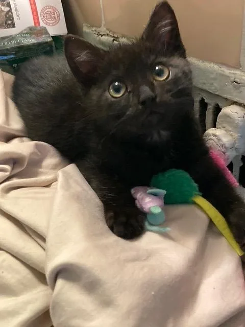 A baby medium-sized male Domestic Short Hair cat named Serenade for adoption in New York, NY