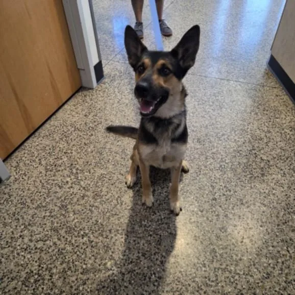 A young large-sized male German Shepherd Dog dog named A for adoption in Tracy, CA