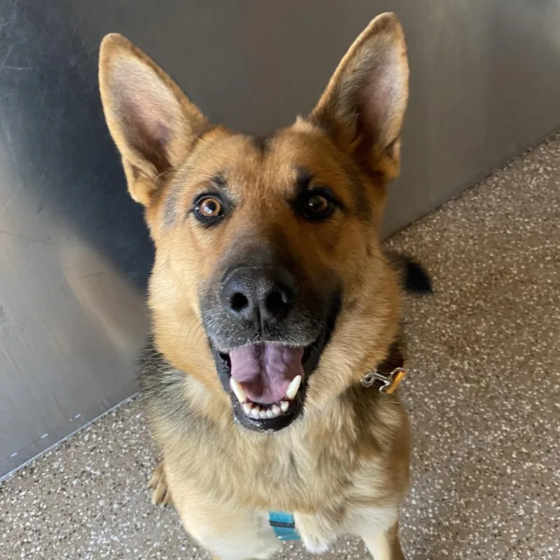 An adult large-sized male Brown / Chocolate German Shepherd Dog dog named Hunter for adoption in Kanab, UT
