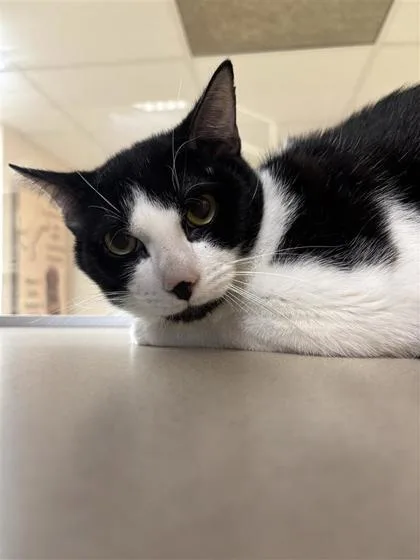 An adult small-sized male Domestic Short Hair cat named Rowley for adoption in Kansas City, MO