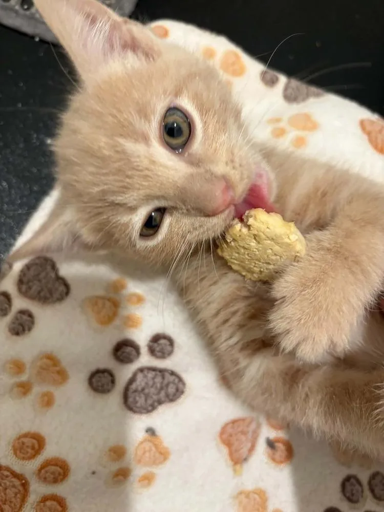 A baby medium-sized male Domestic Short Hair cat named Malware for adoption in tucson, AZ