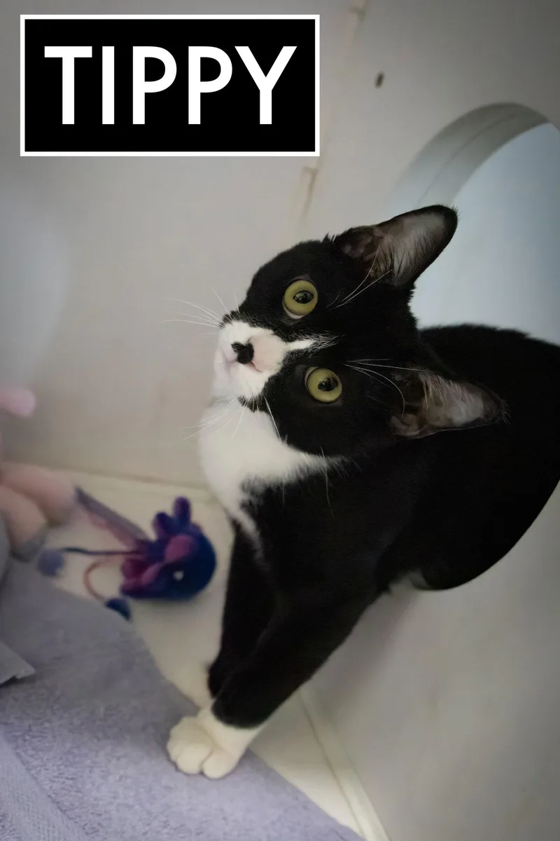 Tippy & Charc thumbnail 2