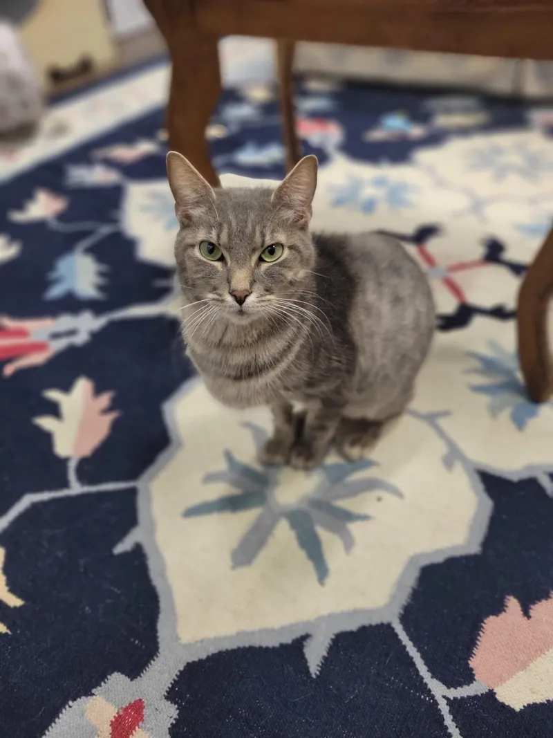 An adult medium-sized male Gray & White Domestic Short Hair cat named Jack Rabbit for adoption in Shepherdsville, KY