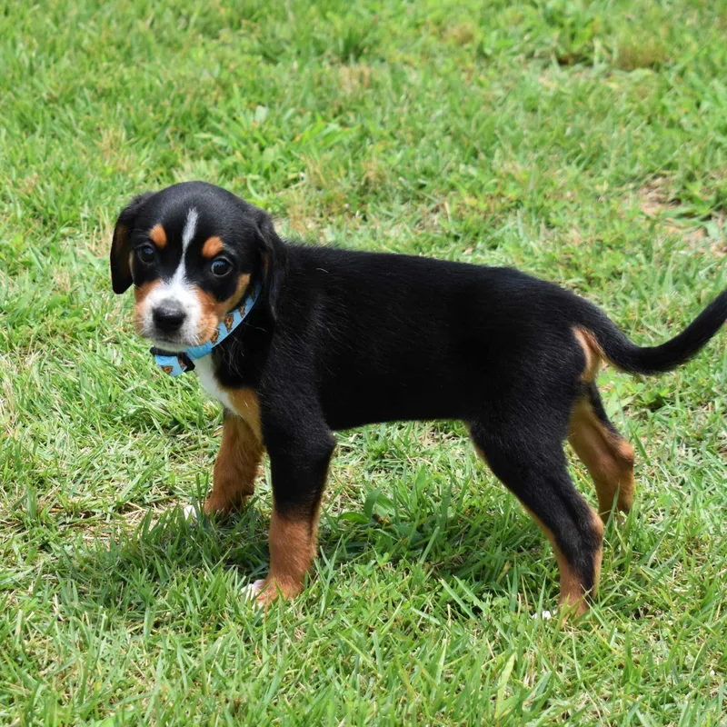 A baby medium-sized male Tricolor (Brown, Black, & White) Mixed Breed dog named Kevin for adoption in Searcy, AR