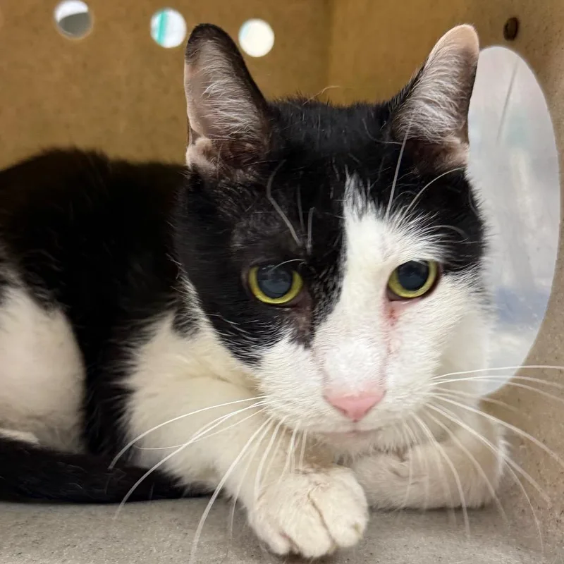 A senior large-sized male Black Domestic Short Hair cat named Neyo for adoption in Reno, NV