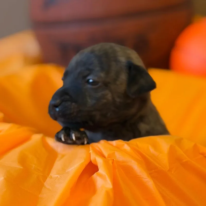 Villanova thumbnail 2