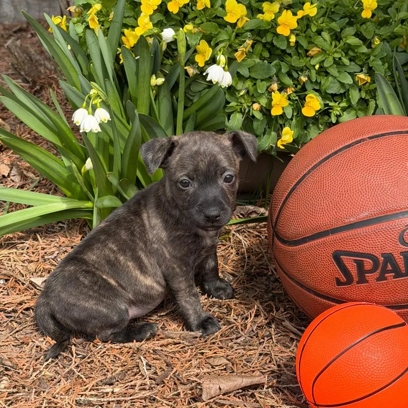 Villanova thumbnail 3