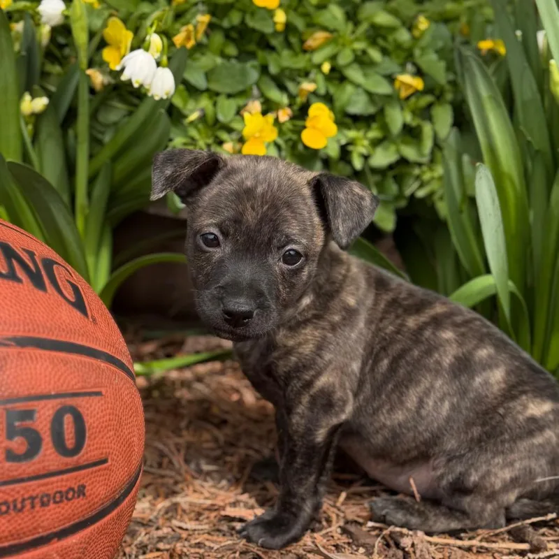 Villanova thumbnail 4