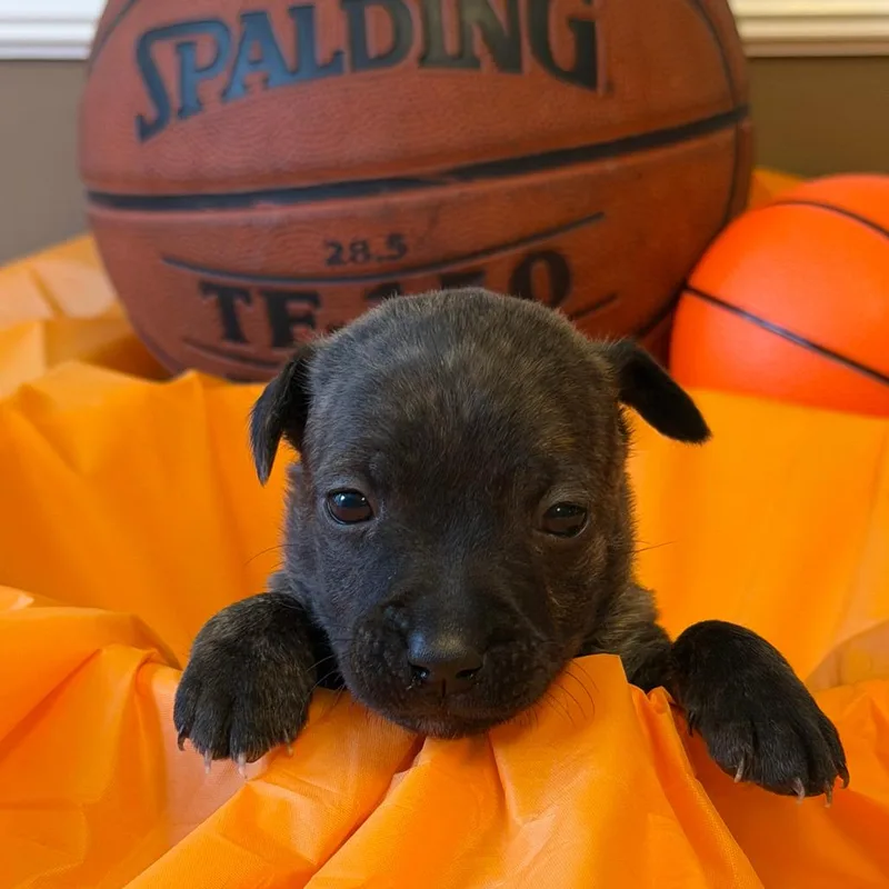 Villanova thumbnail 5